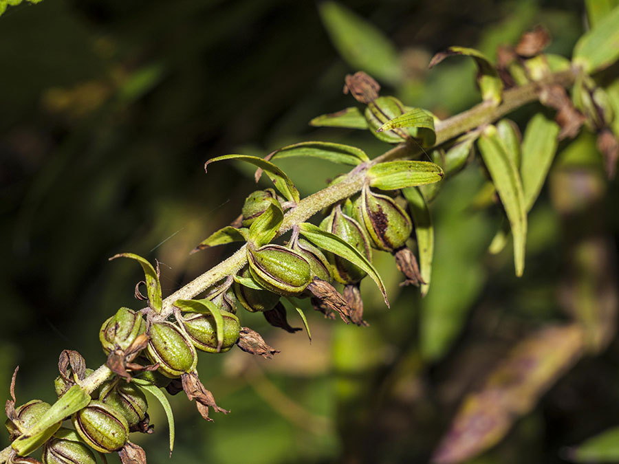 Chiave per orchidee sfiorite